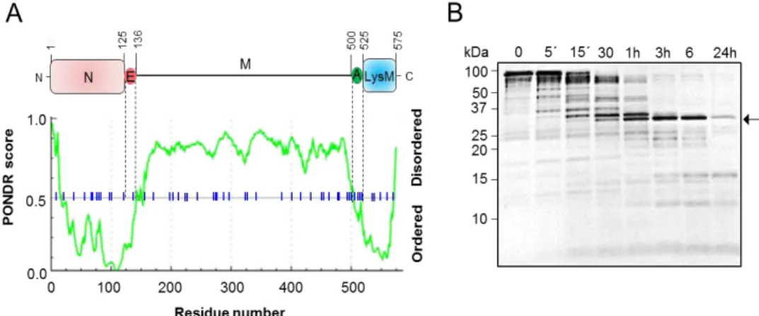 Figure 2.8  –  The N-terminal domain of SpoVID (N) is structured A) Chart representing the  PONDR-FIT score for SpoVID