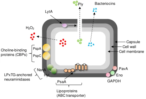 Fig.  1.2.  Schematic  representation  depicting  pneumococcal  virulence  factors  and  their  localization  in  the  cell