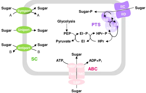 Fig.  1.3.  Schematic  figure  showing  the  three  classes  of  carbohydrate  uptake  systems  in  Streptococcaceae