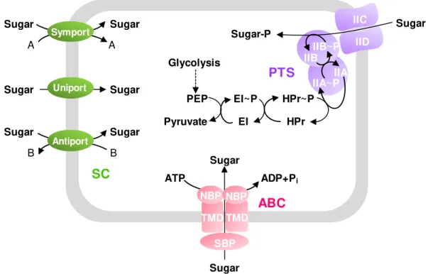 Fig.  1.3.  Schematic  figure  showing  the  three  classes  of  carbohydrate  uptake  systems  in  Streptococcaceae