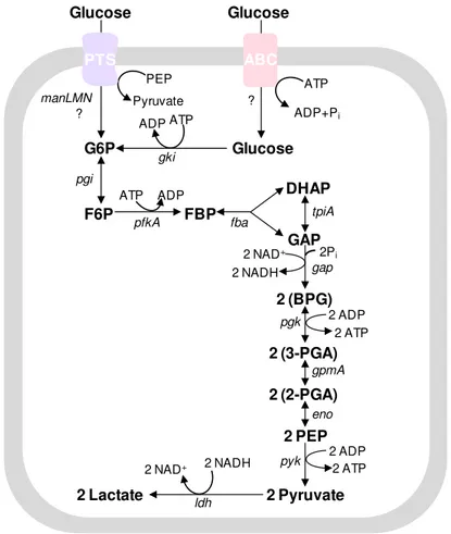 Fig. 1.4. Glucose catabolism in S. pneumoniae via the Embden-Meyherhof-Parnas  (EMP)  pathway