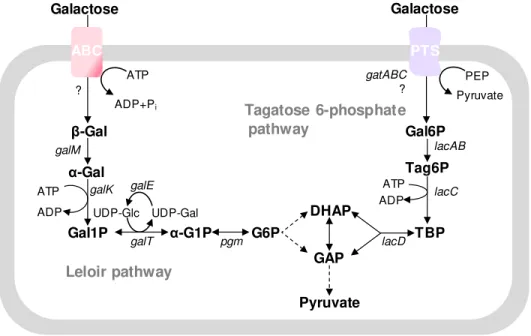 Fig.  1.5. Putative  routes  for  galactose  transport  and  catabolism  in  S.  pneumoniae
