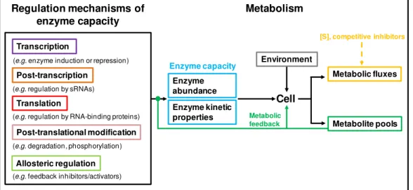 Fig.  1.9.  Metabolism  and  points  of  regulation.  Interplay  between  cellular  regulation  (transcriptional, post- transcriptional, translational, post-translational, allosteric) of enzyme  capacities  (enzyme  abundance  and  kinetic  properties),  t