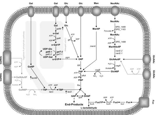 Figure  2.1.    Schematic  representation  of  the  proposed  pathways  for  the  dissimilation of monosaccharides originating from deglycosylation of host glycans  in  S