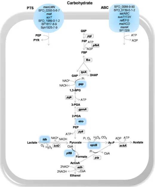 Figure  1.3.  Schematic  representation  of  sugar  transporters  and  central  carbon  metabolism  highlighting  proteins  implied  in  virulence  of  S