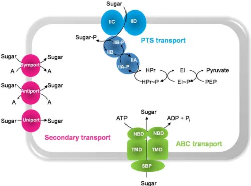 Figure 1.4. Schematic representation of sugar transport systems in  S. pneumoniae .  Abbreviations:  A,  general  solute;  SBP,  solute-binding  protein;  NBD,  nucleotide-binding  domains; TMD, transmembrane domains; ABC,  ATP-Binding Cassette transporter