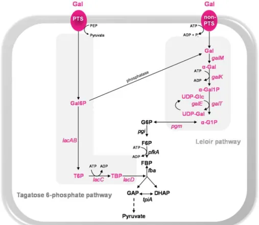 Figure 1.5. Schematic representation of pathways for the dissimilation of galactose  (Gal) in bacteria