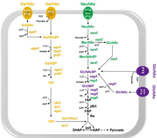 Figure 1.7. Schematic representation of pathways for the dissimilation of the amino  sugars acetylglucosamine (GlcNAc), acetylneuraminic acid (NeuNAc) and  N-acetylgalactosamine (GalNAc) in bacteria
