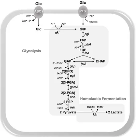 Figure 1.9. Schematic representation of the glucose uptake and catabolism via the  Embden-Meyerhof-Parnas  (EMP)  pathway,  and  homolactic  fermentation  in  S