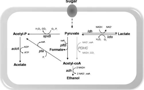 Figure 1.10. Schematic representation of pyruvate metabolism in  S. pneumoniae .  Reactions are catalysed by the following protein encoding genes: spxB, pyruvate oxidase; 