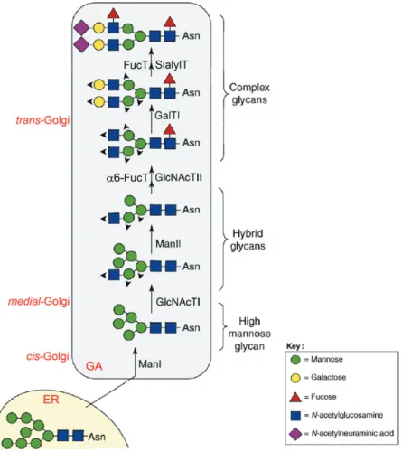 Figure 2: Schematic representation of N-linked oligosaccharide biosynthetic  pathways in the Golgi apparatus