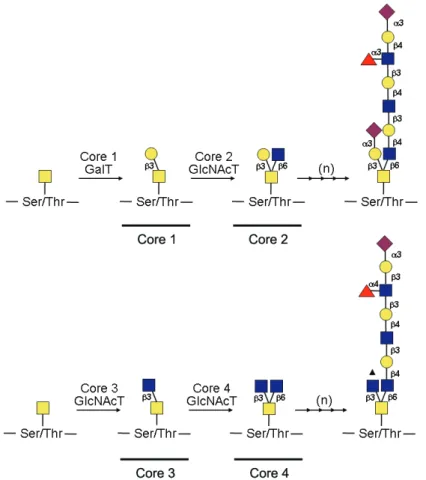 Figure 3: Schematic representation of core 1, core 2, core 3 and core 4 O-linked  oligosaccharide subtype biosynthetic pathways