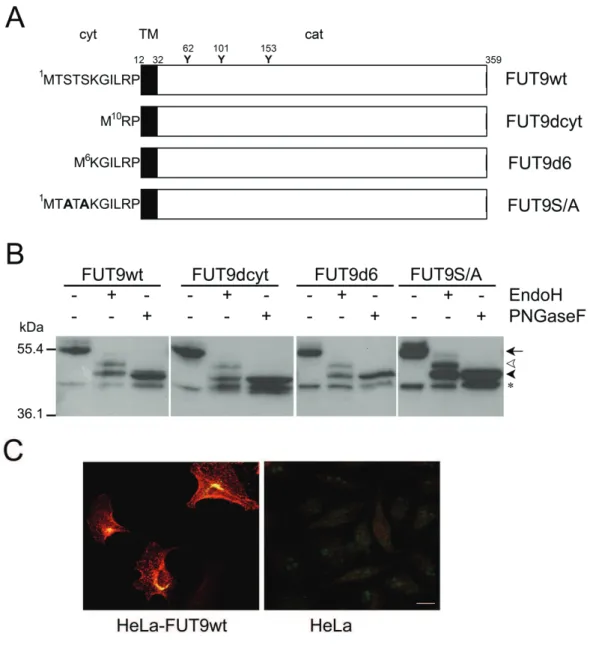 Figure 8: Overexpression of FUT9wt and mutants in HeLa cells.  (A) Schematic  representation of FUT9 constructs: FUT9wt is composed of a short cytosolic tail (cyt), a  single transmembrane domain (TM) and a C-terminal catalytic domain (cat)