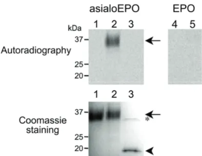Figure 10: Analysis of asialoerythropoietin and erythropoietin after incubation with  FUT9wt