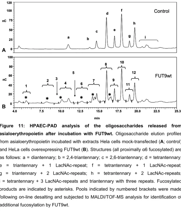 Figure 11: HPAEC-PAD analysis of the oligosaccharides released from  asialoerythropoietin after incubation with FUT9wt