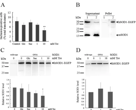 Figure 17: Effect of trehalose on SOD1 G93A 'EGFP aggregation and insolubility  in  NSC'34  cells