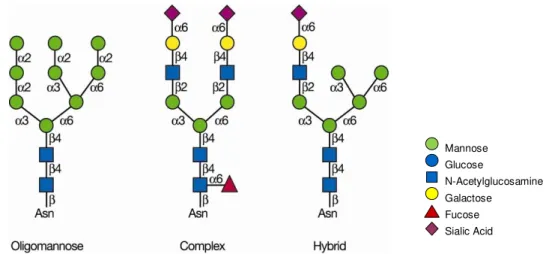 Figure 1.1  –  Main classes of N-glycans. N-glycans share a common core region Man 3 GlcNAc 2  and  can be divided into three classes: oligomannose or high-mannose, complex and hybrid