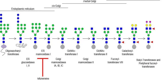 Figure 1.2  –  Processing and maturation of N-glycans. N-glycans are processed in the ER and Golgi  by different glycosyltransferases