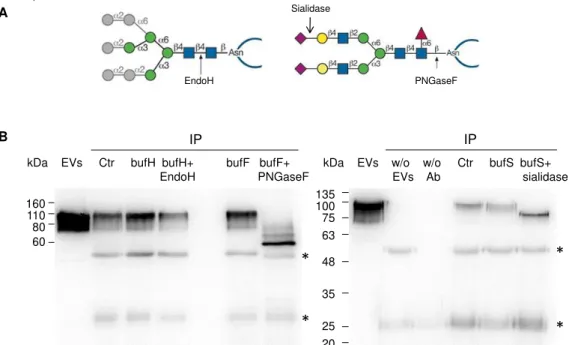 Figure 3.6  –  Deglycosylation of immunoprecipitated LGALS3BP. (A) Schematic representation of  enzymatic action of Endo H, PNGase F and V.Cholerae sialidase