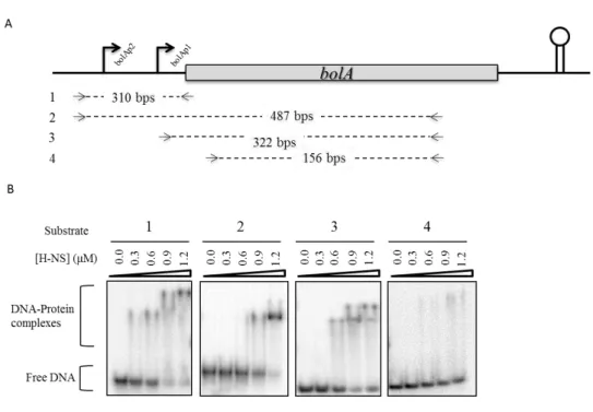 Fig. 2. DNA-Protein interactions of bolA promoters and H-NS. 