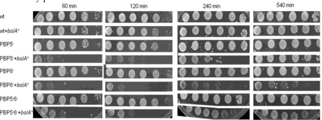 Figure 4. Representative viability analysis for the time points 60, 120, 240, and 540 min, presented as  10 µl spots of serial dilutions (10 0  to 10 -5 ) from the cultures in LB media