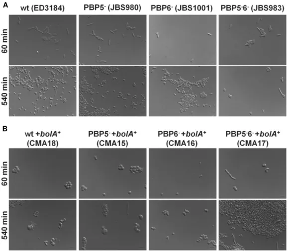 Figure 5. Representative Differential Interference Contrast microscopy photographs. obtained using a  DMRA microscope (Leica) for early exponential and early stationary phase of the all strains derived  from  ED3184  background  -  A  -  and  the  same  st