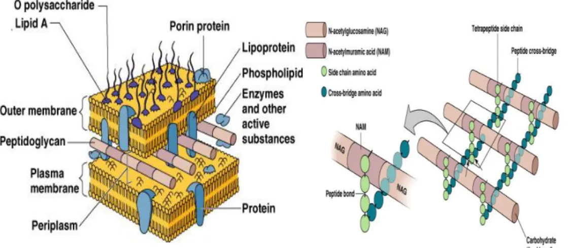 Figure 3. Gram-negative bacteria membrane and cell wall organization with particular incidence on  the sacculus polymerization (right) taken from http://classes.midlandstech.edu/
