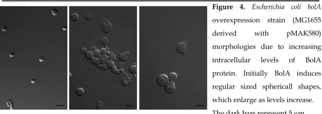 Figure  4.  Escherichia  coli  bolA  overexpression  strain  (MG1655  derived  with  pMAK580)  morphologies  due  to  increasing  intracellular  levels  of  BolA  protein