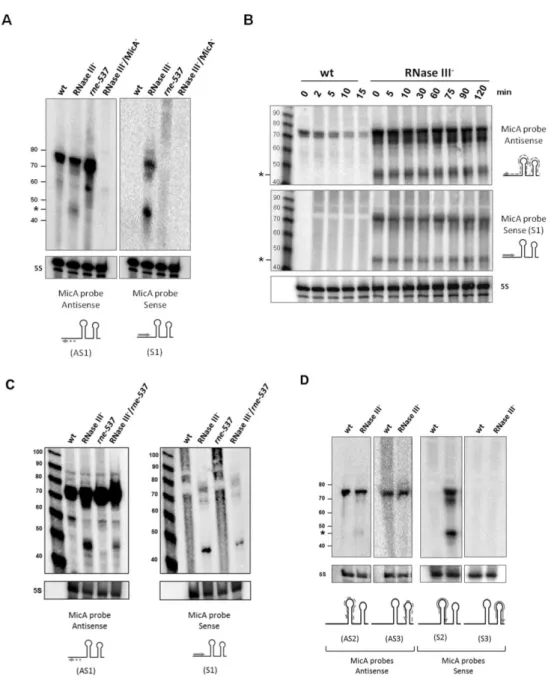 FIGURE 2 - Analysis of MicA sense and antisense species in single and double RNase  III -  and  rne-537  mutants