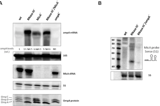 FIGURE  5  -  Regulation  of  ompA  and  MicA  expression  in  different  mutant  strains