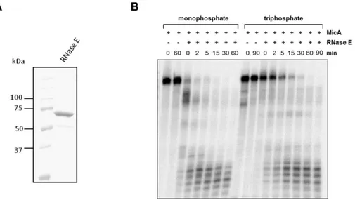 FIGURE 6 – In vitro study of MicA sRNA cleavage by RNase E. (A) SDS-PAGE analysis  of  the  purified  proteins