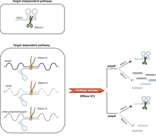 FIGURE  7  -  Schematic  representation  of  the  two  degradation  pathways  followed  by  MicA