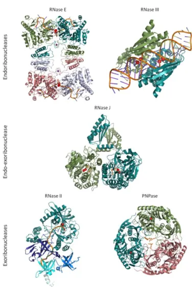 FIGURE 2 - Structures of RNA degrading enzymes in complex with RNA substrates. On  the top of the image are shown the crystal structures of endonucleases (catalytic domain of  E