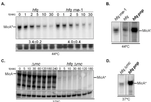 Figure 4. PNPase but not RNase E nor RNase III degrades the Hfq-free MicA* RNA. 