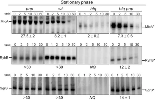 Figure 6. Growth phase regulation of Hfq-free small RNAs by PNPase. 