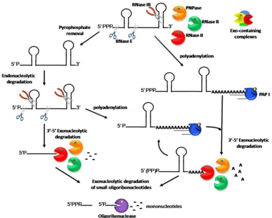 Figure 1. Model of RNA degradation pathways in E. coli.  