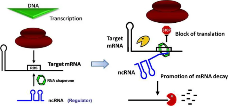 Figure 2 –  Model for non-coding RNA mediated decay. Most of the ncRNA binds to the  target mRNA with the help of Hfq