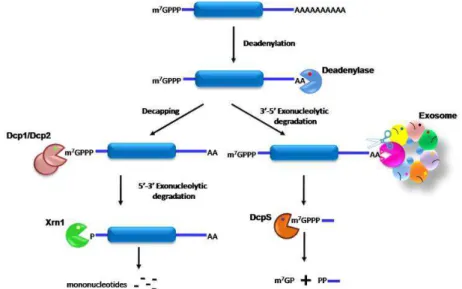Figure  3.  Model  of  mRNA  degradation  in  eukaryotes.  In  general,  decay  is  initiated  by  deadenylation and is followed by  one of two pathways: the complete degradation of the  substrate  by  decapping  and  5’-3’  exonucleases  or  3’-5’  degrad