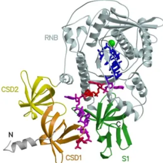 Figure 5. Structure of RNase II in complex with RNA. Representation of RNase II–RNA  complex,  showing  domains  CSD1  (orange),  CSD2  (yellow),  RNB  (light  cyan)  and  S1  (green),  the  Mg 2+   ion  as  a  sphere  (green)  and  RNA  in  sticks