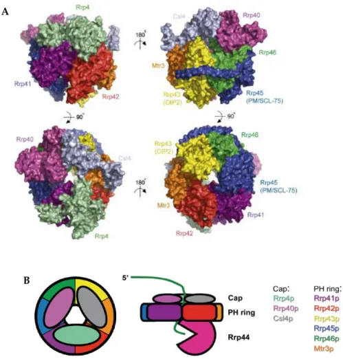 Figure 6. Overall structure  of the eukaryotic  core exosome.  A. Surface representation  of  the  human  core  exosome,  depicting  opposing  views  from  sides  (on  the  top),  top  (bottom  left) and bottom (bottom right)