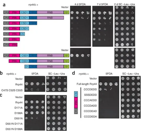 Figure  2.  The  PIN  active  site  is  important  for  exosome  function.  (a)  The  N-terminal  region of Rrp44 is required and sufficient for viability