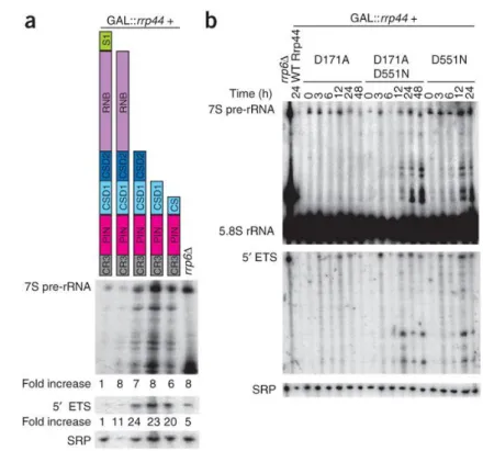 Figure  3.  The  RNB  domain  of  Rrp44  is  required  for  both  RNA-processing  and  RNA- RNA-degradation activities of the exosome