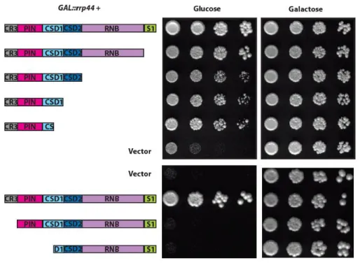 Figure  S2.  Complementation  assay  using  a  GAL::rrp44  strain  confirms  that  the  N- N-terminal  region  of  Rrp44  is  important  for  exosome  function