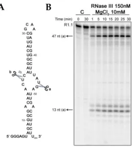 Figure  3-  Substrate  cleavage  in  vitro  by  Cj-RNase  III  (a)  Sequence  and  secondary  structure  of  R1.1  RNA  substrate