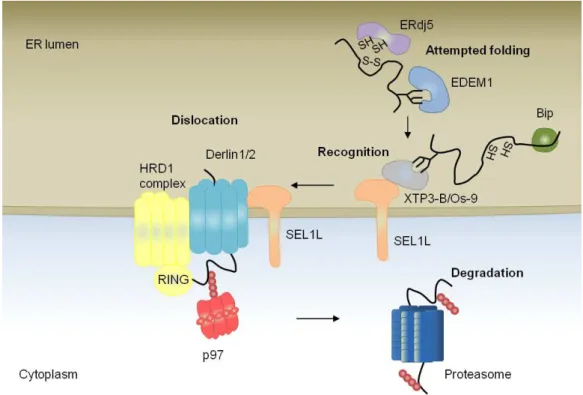 Figure 1.3 The events and components of ERAD.  