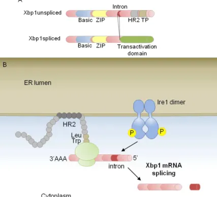 Figure 1.6 Recruitment of Xbp1 mRNA to the ER membrane in mammals.  
