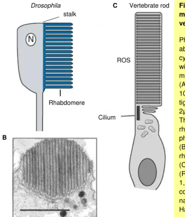 Figure  1.10.  The  photoreceptive  membranes  in  Drosophila  and  vertebrates. 