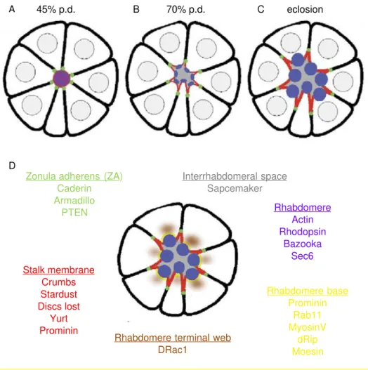 Figure  1.12  Formation  of  the  interrhadomeral  space  and  morphogenesis  of  the  rhabdomere in the pupa