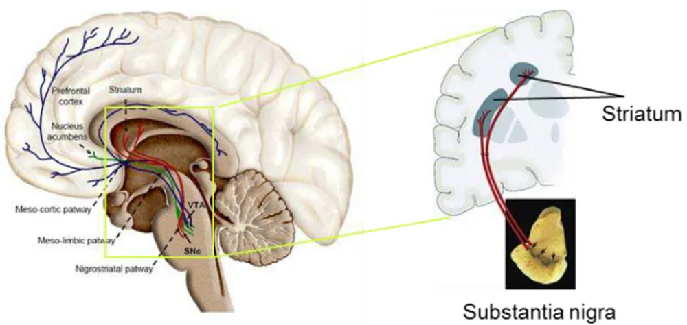 Figure 1.8. The dopaminergic (DA) system and the nigrostriatal pathway. The DA  neurons from substantia nigra pars compacta (SNpc), the most vulnerable  neuronal population in Parkinson’s disease (PD), project their axons to the  medium spiny neurons (MSN)