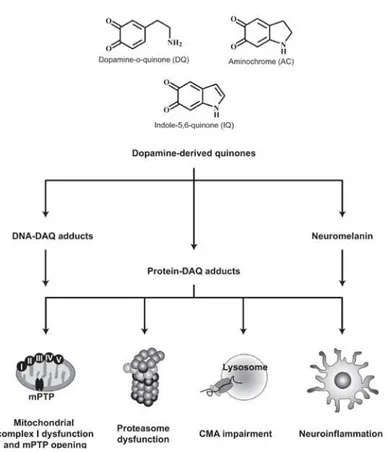 Figure 1.9.  Schematic representation of the molecular mechanisms associated to  the toxic properties of the dopamine-derived quinones (DAQ)